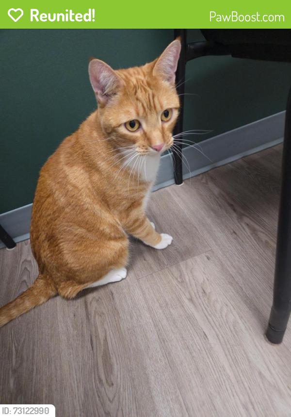 Reunited Male Cat last seen Dodge Avenue, Red Deer, AB T4R 3A4
