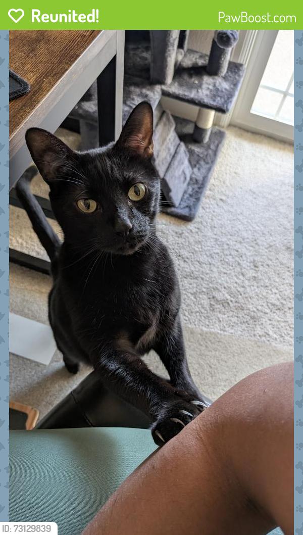 Reunited Male Cat last seen Templeton Park Circle, Colorado Springs, CO 80917