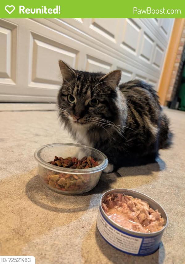 Reunited Female Cat last seen E Purdue Pl and E Purdue Cir. near Genoa, Aurora, CO 80013