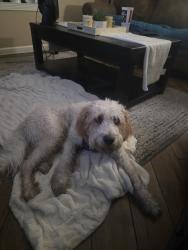 Reunited Male Dog last seen 79th Ave and Thunderbird rd, Peoria, AZ 85381