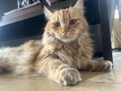 Reunited Male Cat last seen Cook and Illiff, Denver, CO 80210