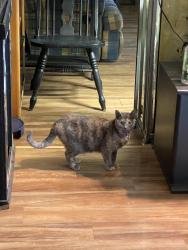 Lost Female Cat last seen Roundabout on sayonara, Citrus Heights, CA 95610