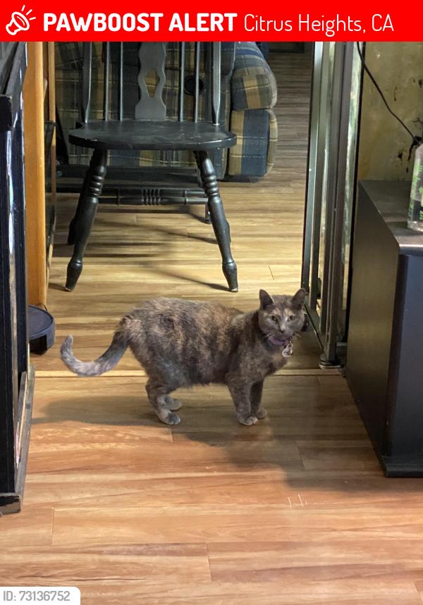 Lost Female Cat last seen Roundabout on sayonara, Citrus Heights, CA 95610