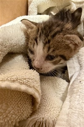 Shelter Stray Female Cat last seen OLD PLANK RD, 2020 Forest St, Jacksonville, FL 32204, USA