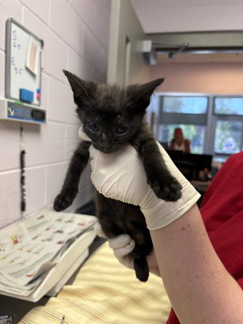 Shelter Stray Female Cat last seen Near BLOCK EDISON AVE, 2020 Forest St, Jacksonville, FL 32204, USA
