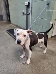 Shelter Stray Male Dog last seen Near BLOCK SNOW WHITE, 2020 Forest St, Jacksonville, FL 32204, USA