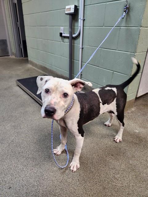 Shelter Stray Male Dog last seen Near BLOCK SNOW WHITE, 2020 Forest St, Jacksonville, FL 32204, USA