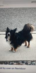 Lost Male Dog last seen Towne and foothill, Pomona, CA 91767