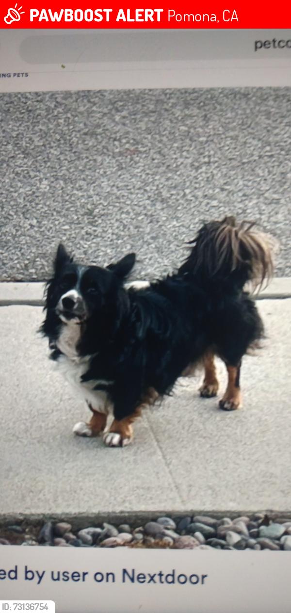 Lost Male Dog last seen Towne and foothill, Pomona, CA 91767
