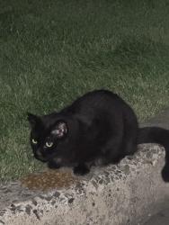 Found/Stray Female Cat last seen Burger King parking lot, Langhorne, PA 19047