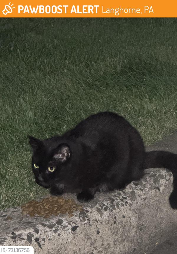 Found/Stray Female Cat last seen Burger King parking lot, Langhorne, PA 19047
