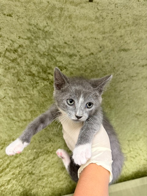 Shelter Stray Female Cat last seen Near BLOCK FRANK AVE, JURUPA VALLEY CA 91752, 6851 Van Buren Boulevard, Jurupa Valley, CA 92509, USA