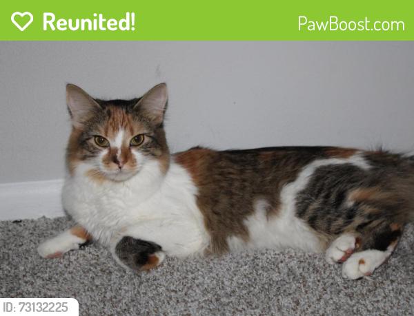 Reunited Female Cat last seen Carol Stream Police Dept, Greenway Apts., Carol Stream, IL 60188