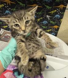 Shelter Stray Male Cat last seen Near BLOCK FRANK AVE, JURUPA VALLEY CA, 6851 Van Buren Boulevard, Jurupa Valley, CA 92509, USA