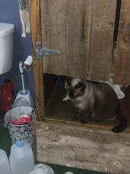 Lost Female Cat last seen Near viborg SD, 290th St, SD 57070