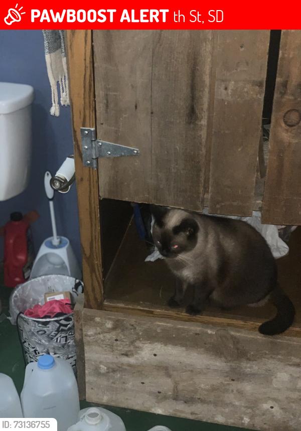Lost Female Cat last seen Near viborg SD, 290th St, SD 57070