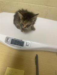Shelter Stray Female Cat last seen BARTON WAY & KINNAIRD WAY, 2127 Front St, Sacramento, CA 95818, USA