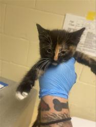 Shelter Stray Female Cat last seen BARTON WAY & KINNAIRD WAY, 2127 Front St, Sacramento, CA 95818, USA