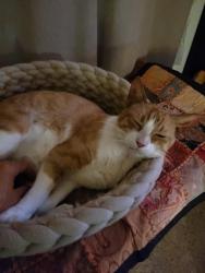 Reunited Male Cat last seen kuahea pl, Honolulu, HI 96816