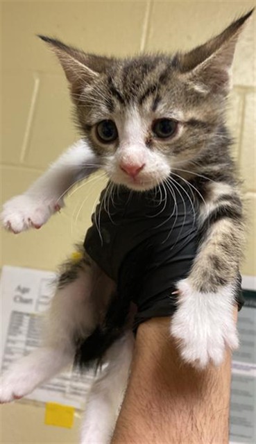 Shelter Stray Female Cat last seen BANDALIN WAY & NEWGATE DR, 2127 Front St, Sacramento, CA 95818, USA