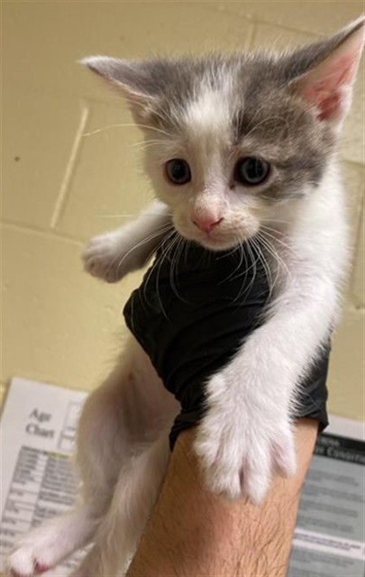 Shelter Stray Female Cat last seen BANDALIN WAY & NEWGATE DR, 2127 Front St, Sacramento, CA 95818, USA