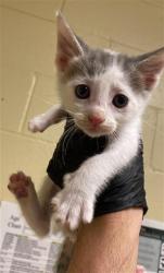 Shelter Stray Female Cat last seen BANDALIN WAY & NEWGATE DR, 2127 Front St, Sacramento, CA 95818, USA