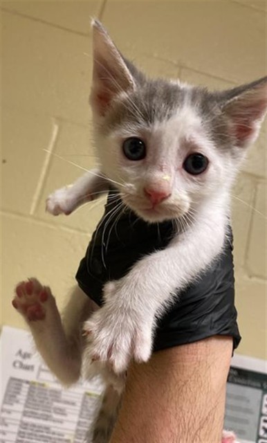 Shelter Stray Female Cat last seen BANDALIN WAY & NEWGATE DR, 2127 Front St, Sacramento, CA 95818, USA