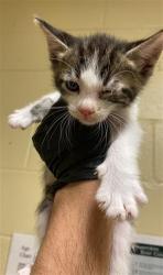 Shelter Stray Male Cat last seen BANDALIN WAY & NEWGATE DR, 2127 Front St, Sacramento, CA 95818, USA