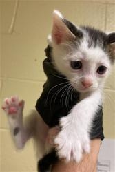 Shelter Stray Female Cat last seen BANDALIN WAY & NEWGATE DR, 2127 Front St, Sacramento, CA 95818, USA