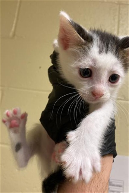 Shelter Stray Female Cat last seen BANDALIN WAY & NEWGATE DR, 2127 Front St, Sacramento, CA 95818, USA