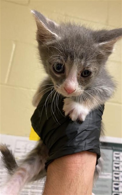 Shelter Stray Female Cat last seen BANDALIN WAY & NEWGATE DR, 2127 Front St, Sacramento, CA 95818, USA
