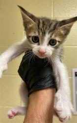 Shelter Stray Male Cat last seen BANDALIN WAY & NEWGATE DR, 2127 Front St, Sacramento, CA 95818, USA