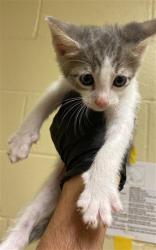 Shelter Stray Male Cat last seen BANDALIN WAY & NEWGATE DR, 2127 Front St, Sacramento, CA 95818, USA