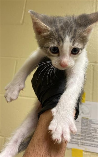 Shelter Stray Male Cat last seen BANDALIN WAY & NEWGATE DR, 2127 Front St, Sacramento, CA 95818, USA