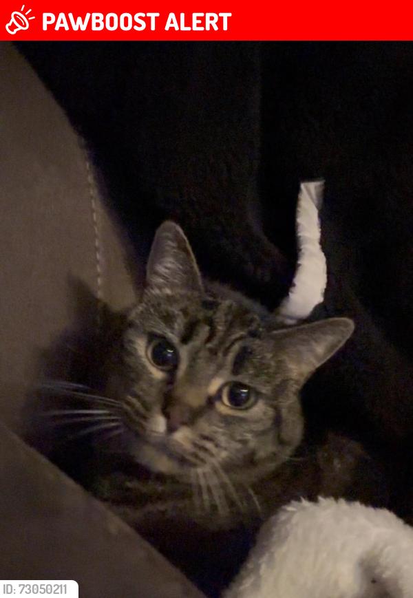 Lost Female Cat last seen Near Shannon park court south San Francisco ca, South San Francisco, CA 94080