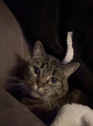 Lost Female Cat last seen Near Shannon park court south San Francisco ca, South San Francisco, CA 94080