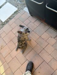 Lost Male Dog last seen Alondra and Bellflower, Bellflower, CA 90706