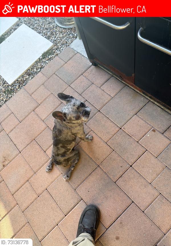 Lost Male Dog last seen Alondra and Bellflower, Bellflower, CA 90706