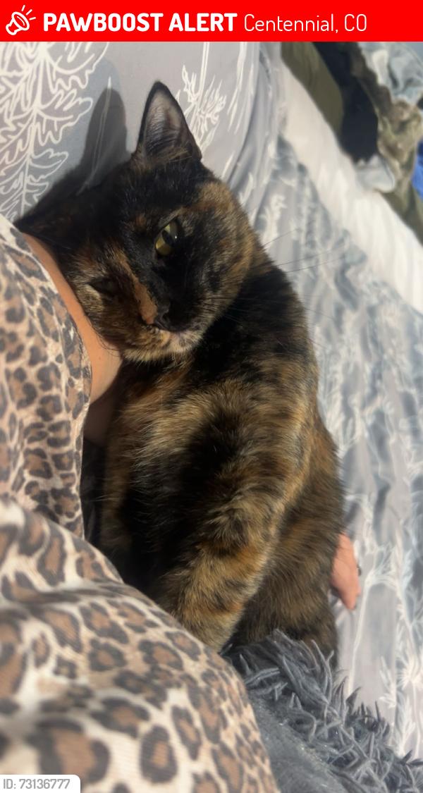 Lost Female Cat last seen Fair, Centennial, CO 80121