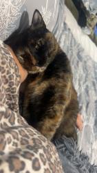Lost Female Cat last seen Fair, Centennial, CO 80121