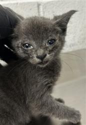 Shelter Stray Female Cat last seen Near BLOCK SAN MANUEL, 333 Chandler Pl, San Bernardino, CA 92408, USA