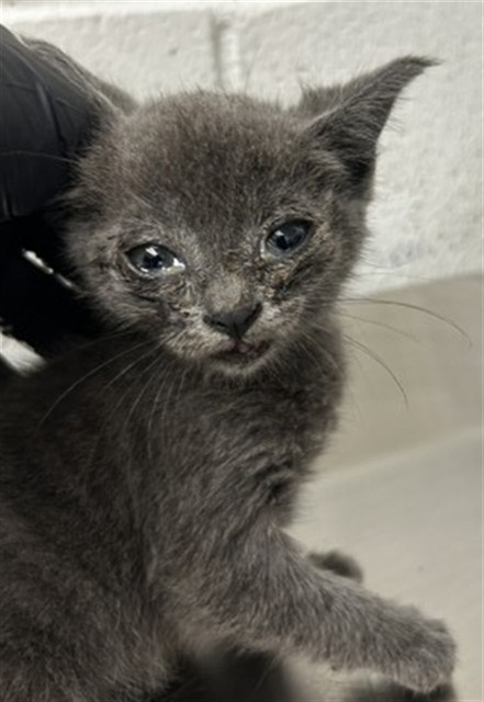 Shelter Stray Female Cat last seen Near BLOCK SAN MANUEL, 333 Chandler Pl, San Bernardino, CA 92408, USA