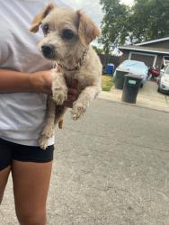 Lost Male Dog last seen Woodmore Oaks and Central Ave., Orangevale, CA 95662