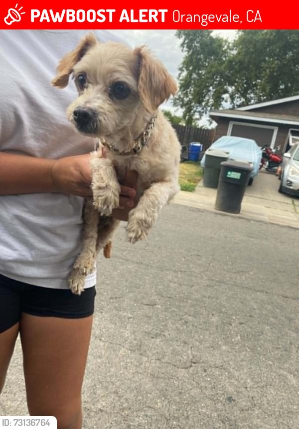Lost Male Dog last seen Woodmore Oaks and Central Ave., Orangevale, CA 95662
