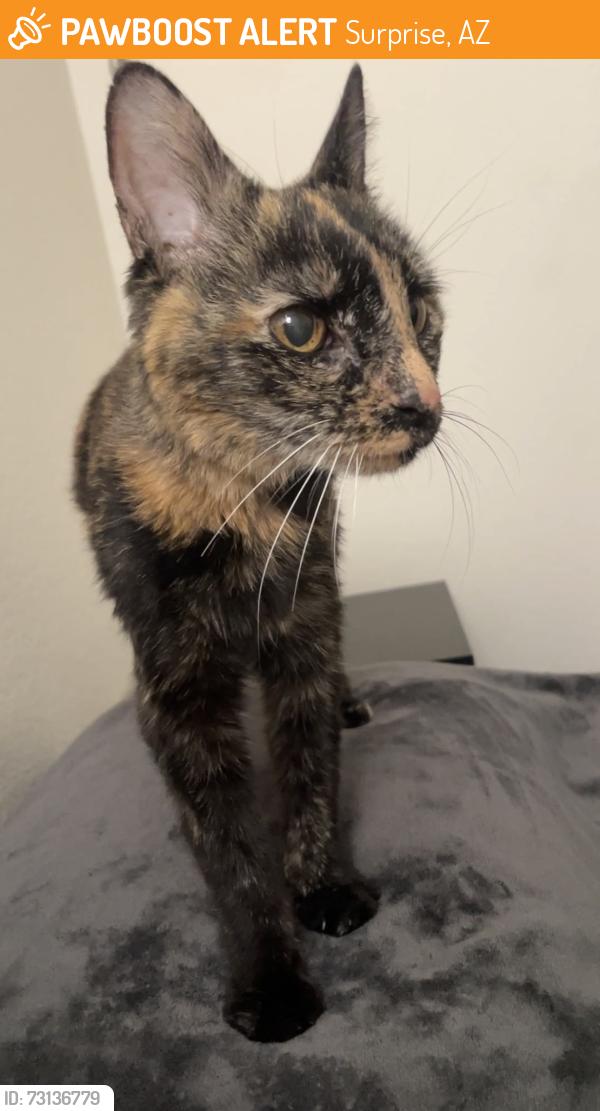 Found/Stray Female Cat last seen N 133rd Ave & W Waddell Rd, Surprise, AZ 85379