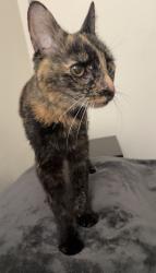Found/Stray Female Cat last seen N 133rd Ave & W Waddell Rd, Surprise, AZ 85379