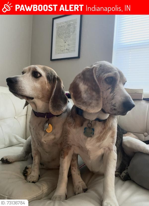 Lost Male Dog last seen Five points rd, Indianapolis, IN 46239