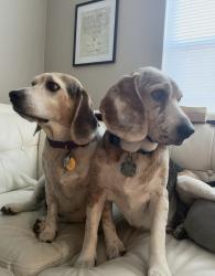 Lost Male Dog last seen Five points rd, Indianapolis, IN 46239