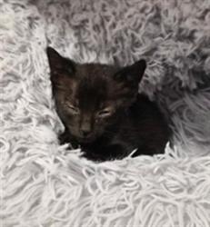 Shelter Stray Female Cat last seen LAKE ISABELLA BLVD / ELIZABETH NORRIS RD LAKE ISABELLA CA 93240, 14891 CA-178, Lake Isabella, CA 93240, USA