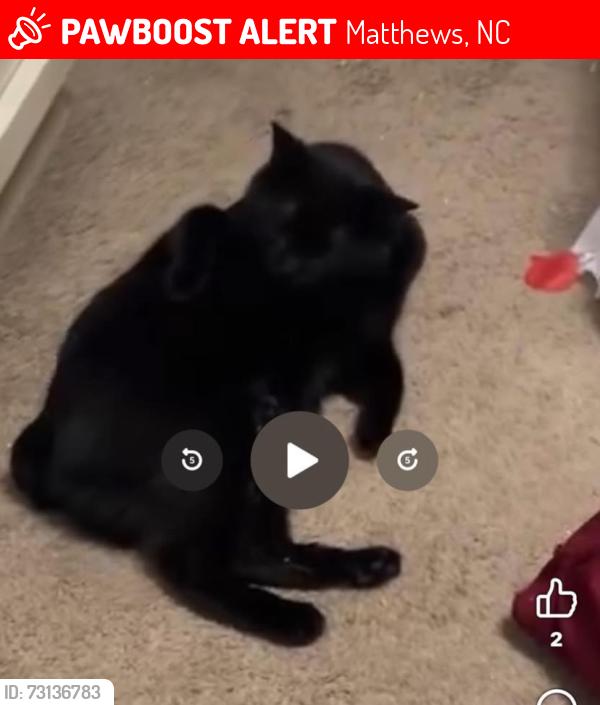 Lost Male Cat last seen Near idewild rd, Matthews, NC 28105